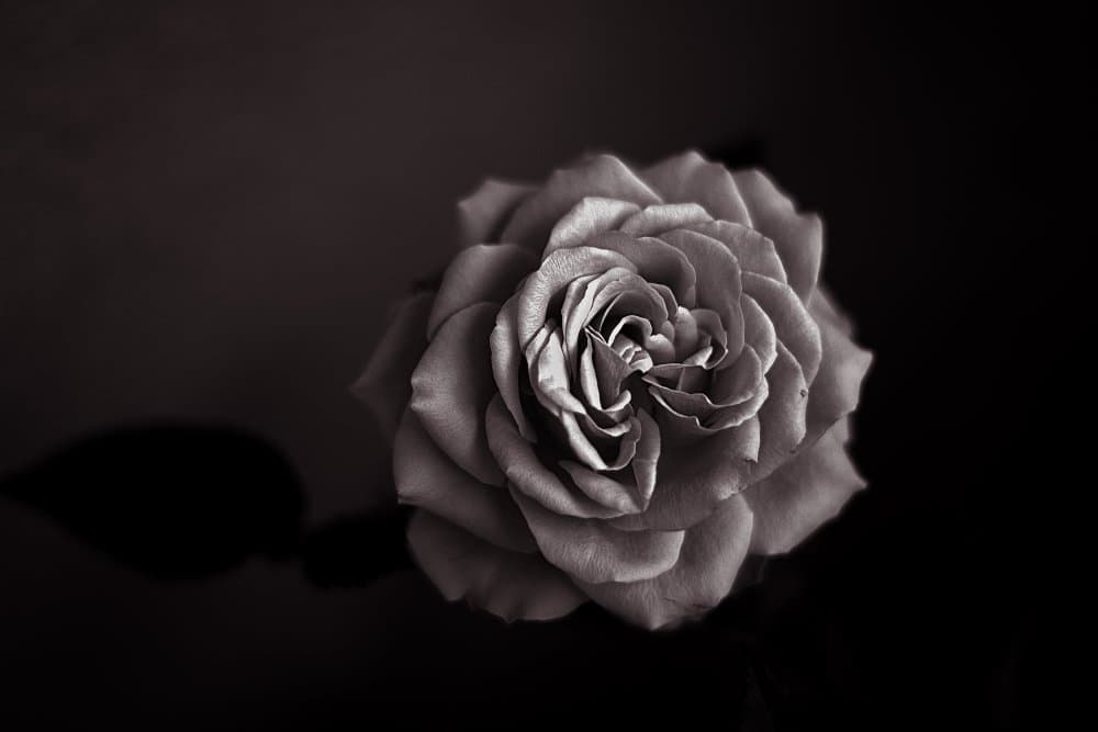 Elegant Black Rose by Angel Julie — canvas wall art