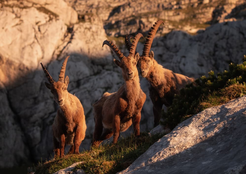 Wild Mountain Goats by Ales Krivec — canvas wall art