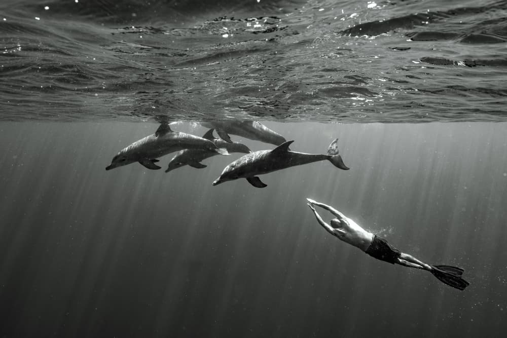 Dolphins And Freediver by Serge Melesan — canvas wall art