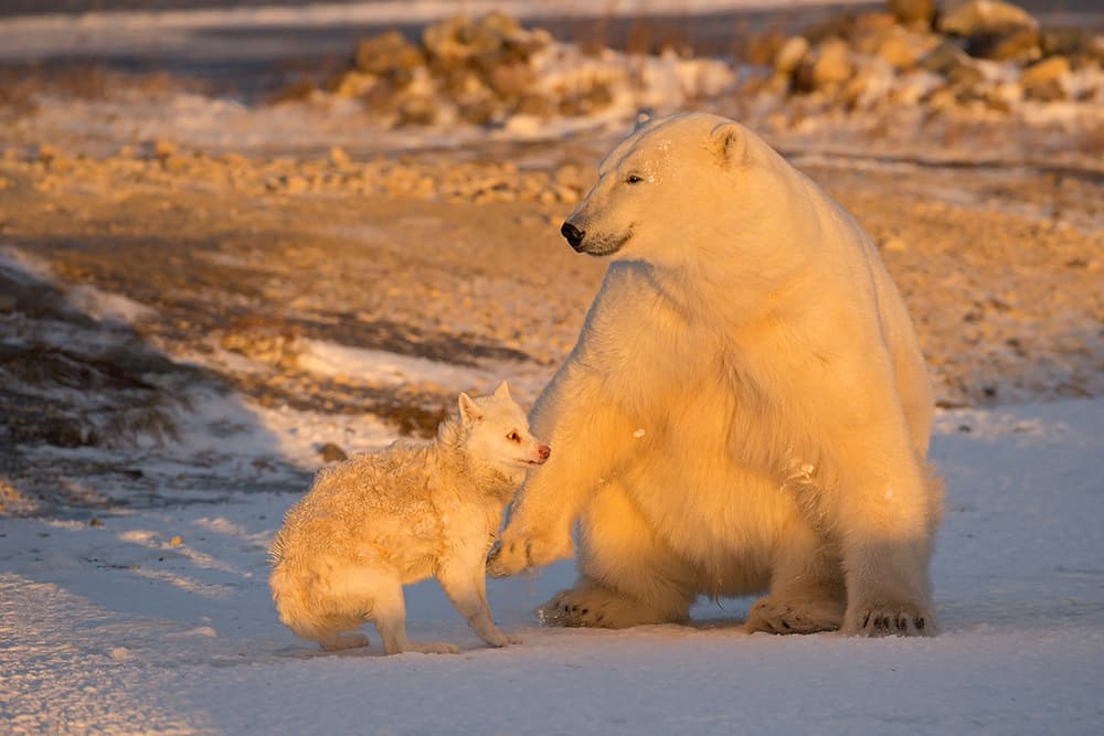 Arctic Friends Golden Light by Marco Pozzi — canvas wall art