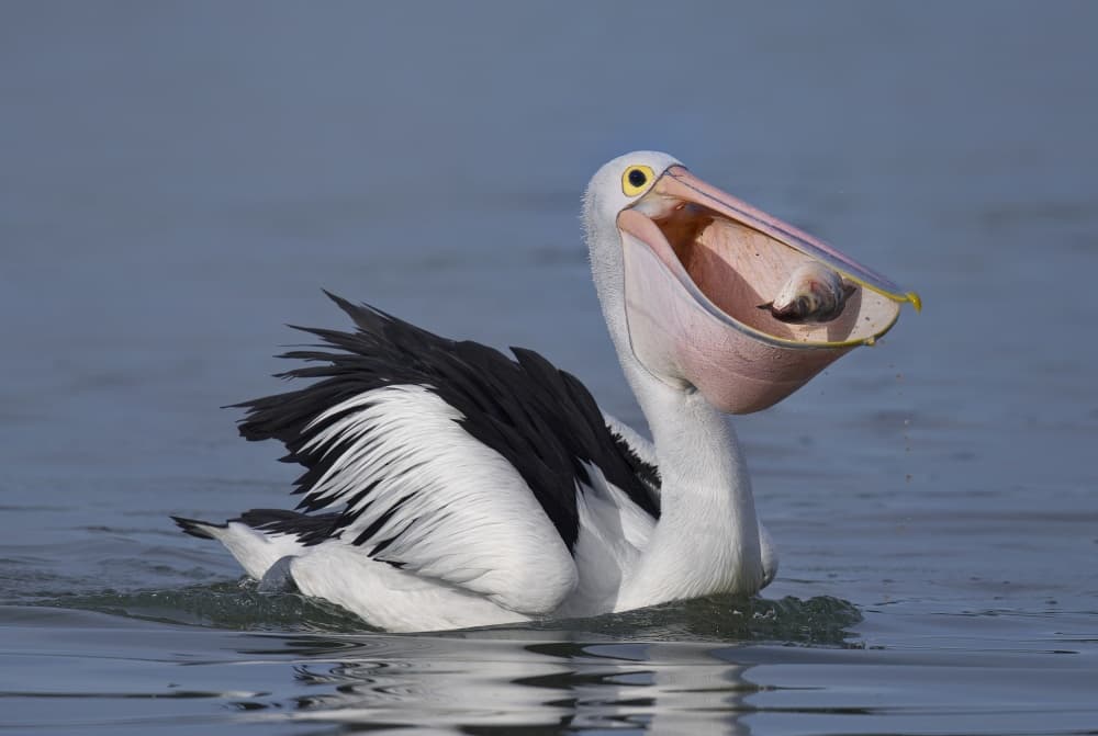 Hungry Pelican Eating Fish by C.S. Tjandra — canvas wall art