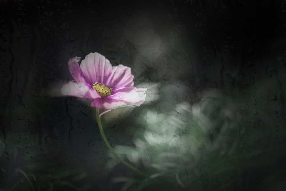 Dreamy Pink Cosmos by YoungIl Kim — canvas wall art