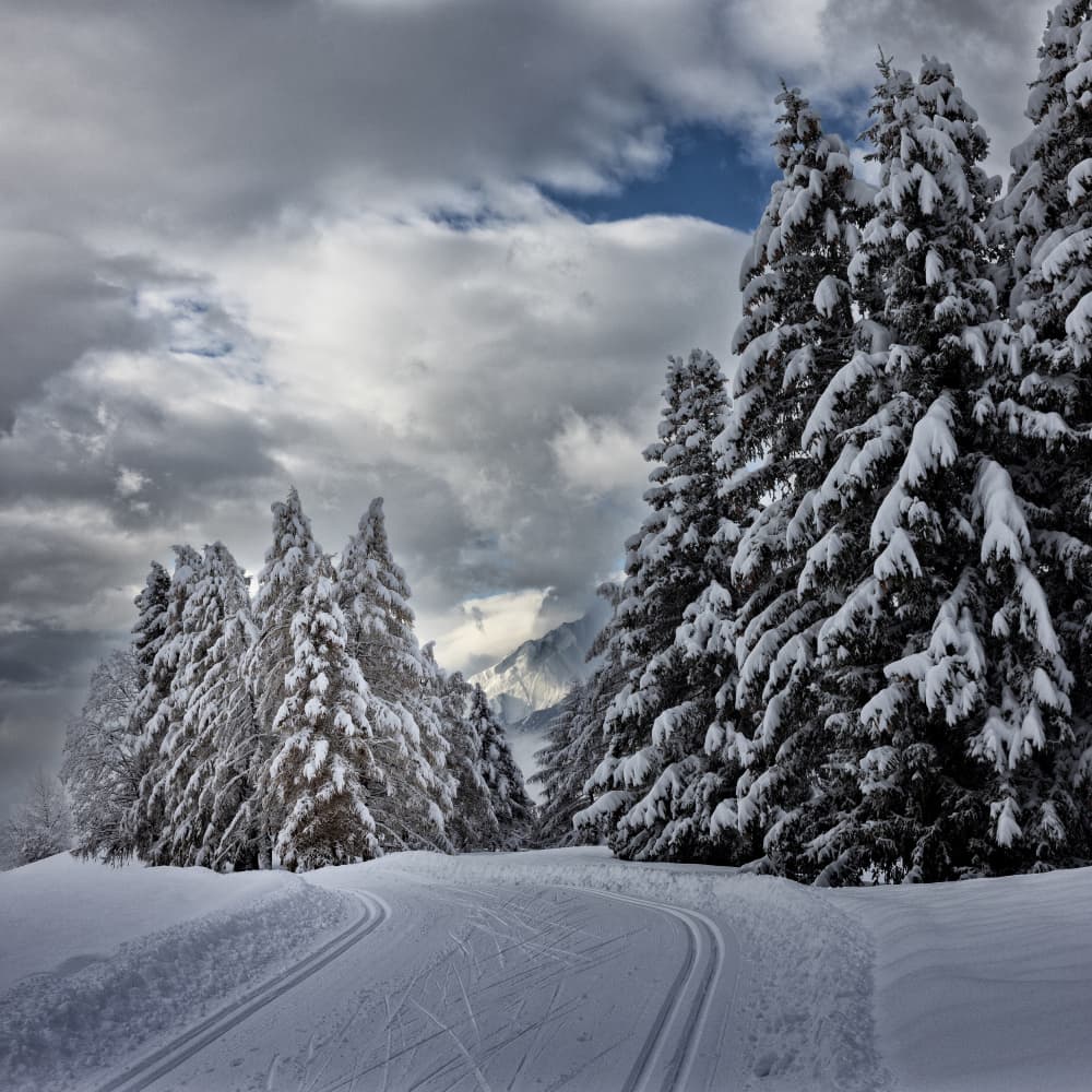 Snowy Forest Ski Trail by VéroniqueS — canvas wall art