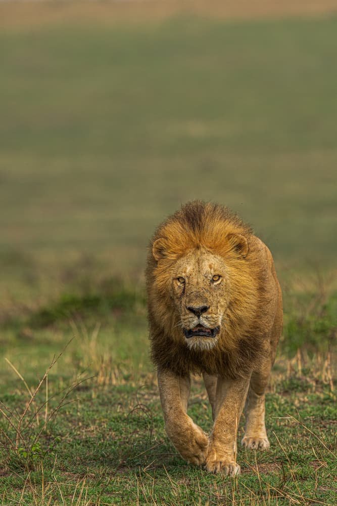 Majestic African Lion by Yogesh Bhatia — canvas wall art