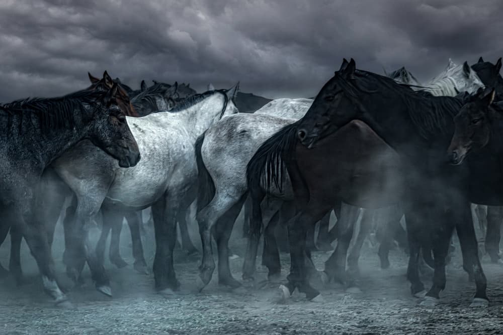 Wild Horses Stormy Sky by Linda Wride — canvas wall art