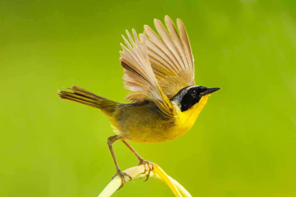 Common Yellowthroat Landing by Moses Wang — canvas wall art