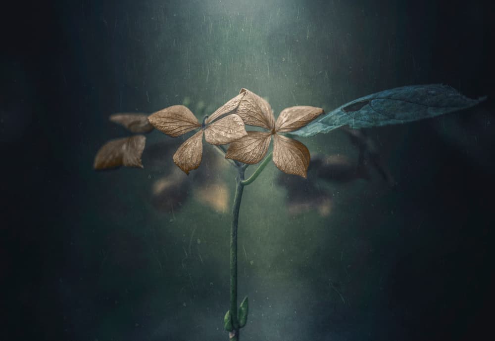 Muted Autumn Bloom by Takashi Suzuki — canvas wall art