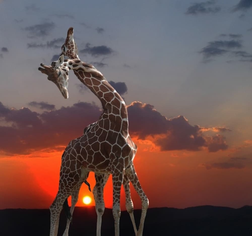 Two Giraffes Sunset Sky by Anna Cseresnjes — canvas wall art