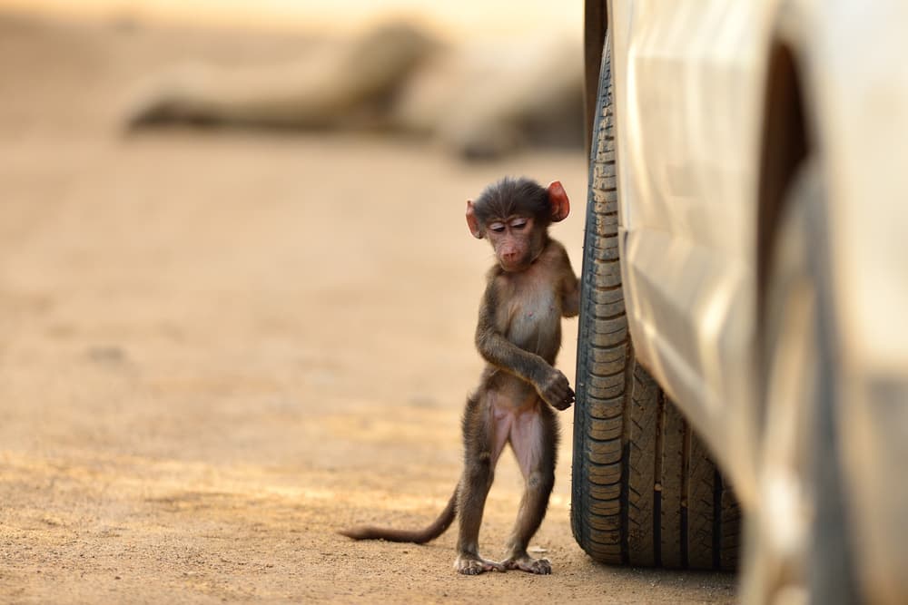 Baby Baboon At Car by Ozkan Ozmen / Big Lens Adventures — canvas wall art