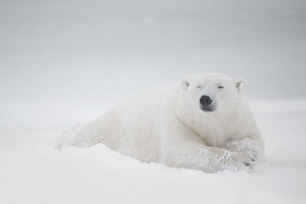 Serene Polar Bear by Marco Pozzi — canvas wall art