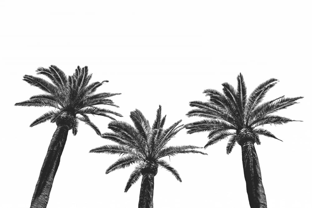 Tropical Palm Silhouettes by Photolovers — canvas wall art