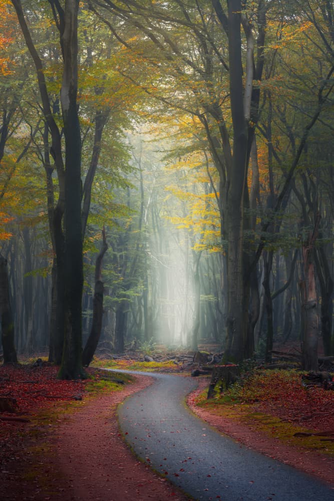 Misty Forest Path by NingYun Ye — canvas wall art