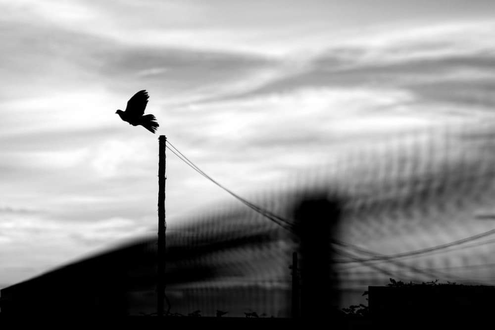 Freedom in Flight by Paulo Medeiros — canvas wall art