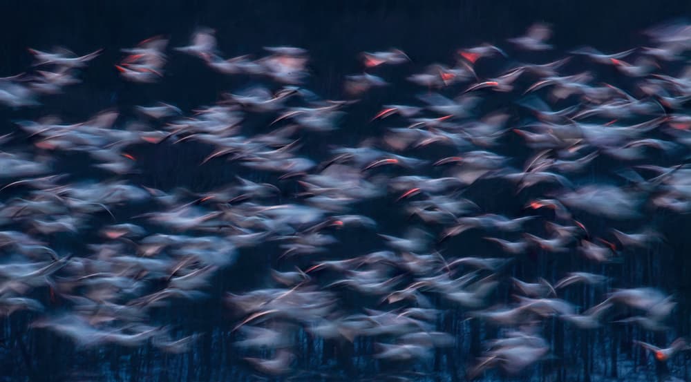 Pink Birds in Motion by Catherine Wang — canvas wall art