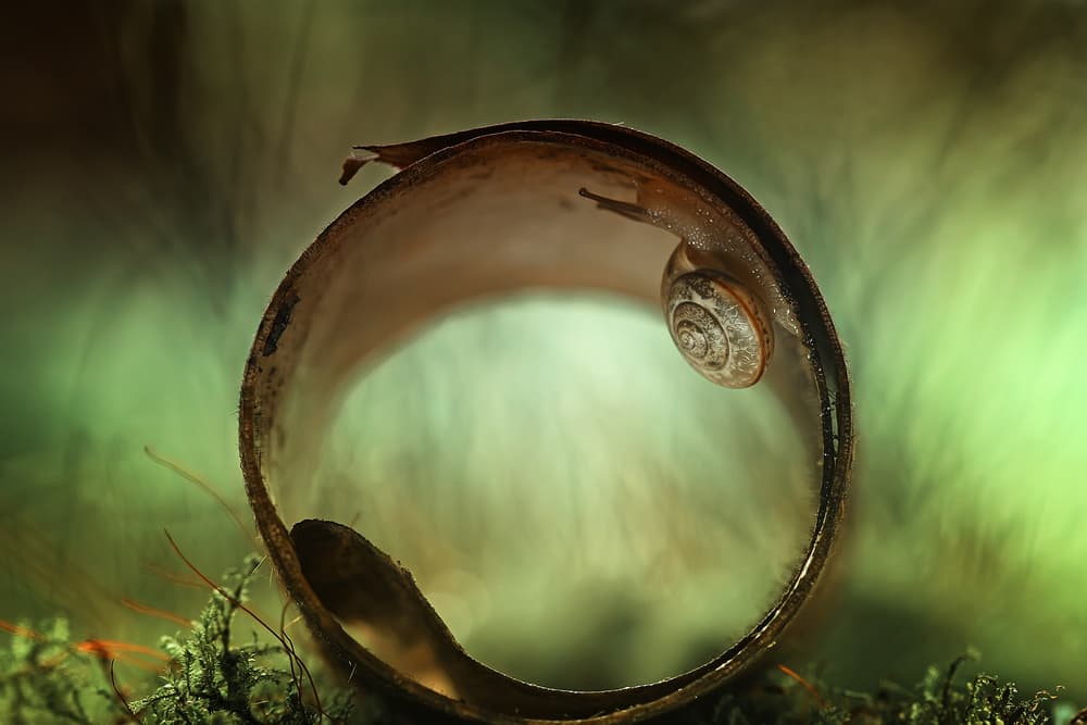 Delicate Snail Spiral by Abdul Gapur Dayak — canvas wall art