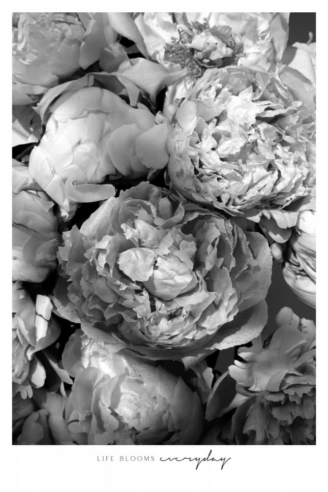Elegant Peony Blooms by Rosana Laiz Blursbyai — canvas wall art