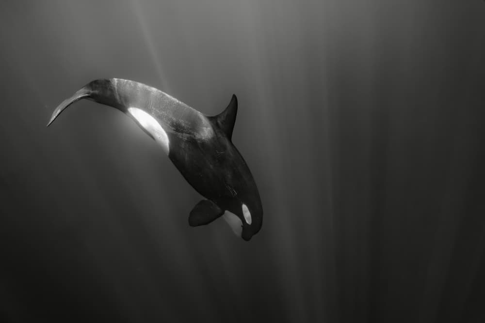 Orca Sun Rays by Serge Melesan — canvas wall art