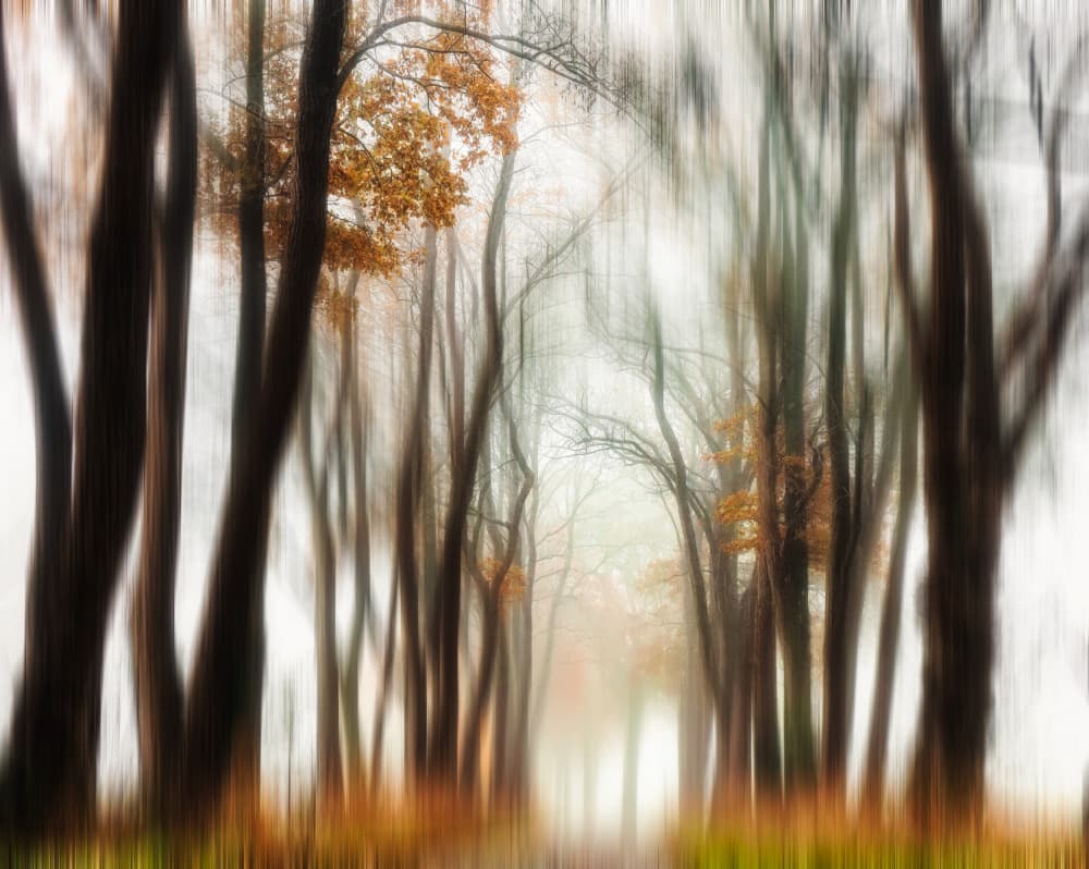 Misty Autumn Forest by Hilda van der Lee — canvas wall art