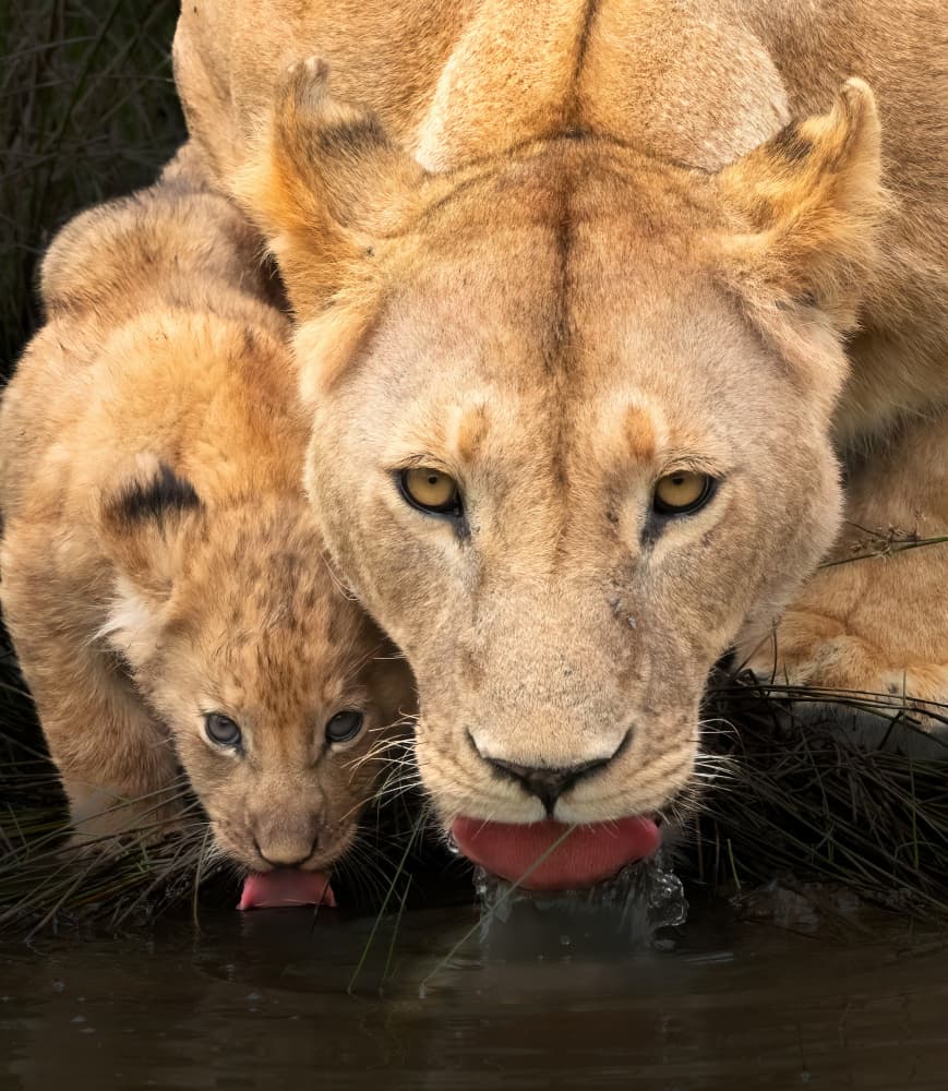 Lioness And Cub Drinking by MIN LI — canvas wall art