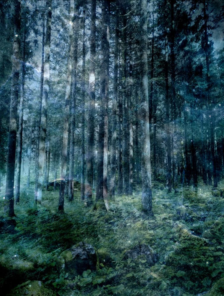 Enchanted Dark Forest by Angelo Cerantola — canvas wall art