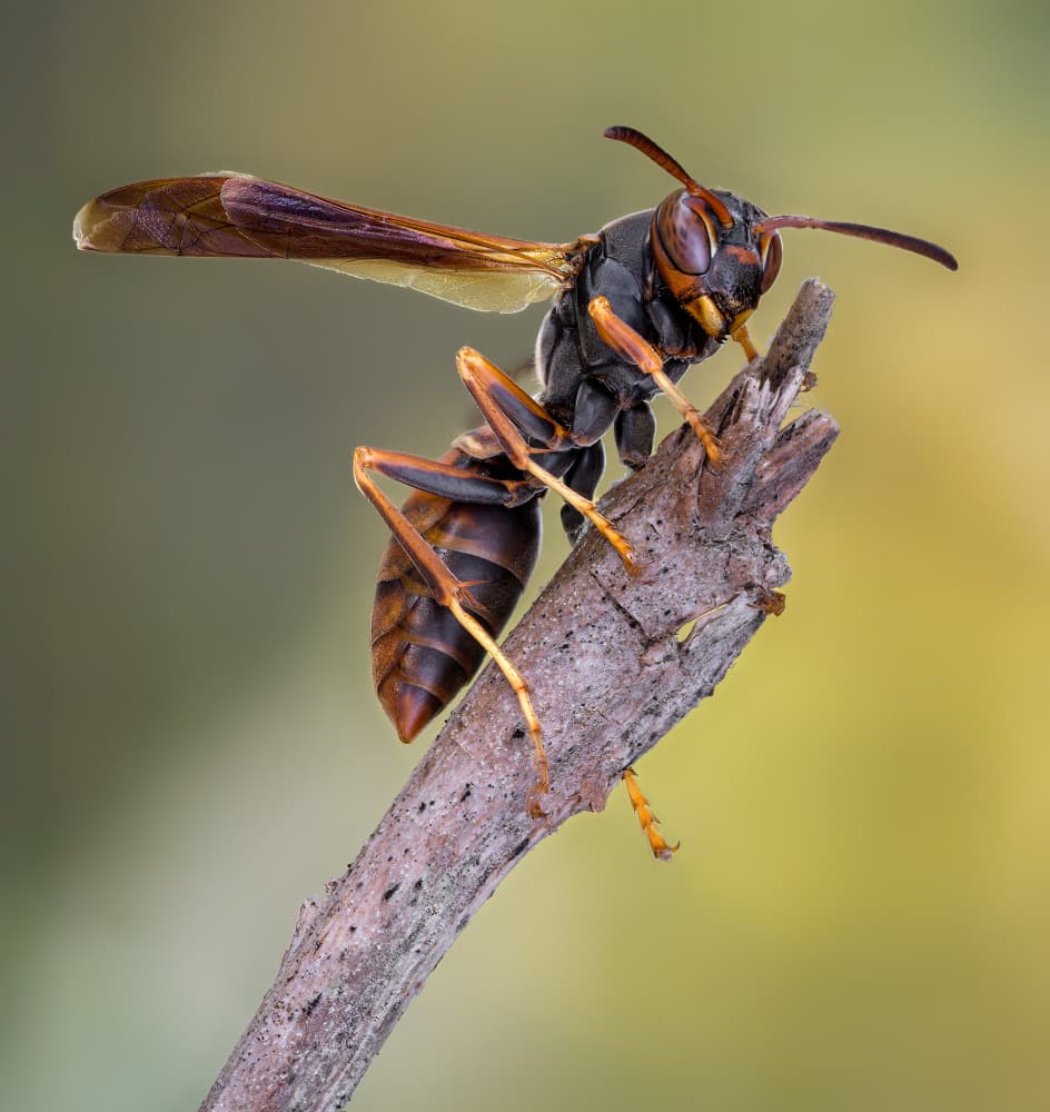 Paper Wasp Perched by Atul Saluja — canvas wall art