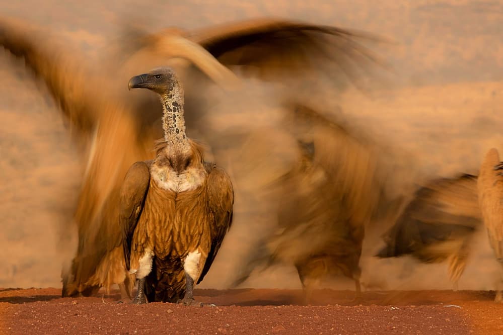 Vultures In Dusty Action by Amnon Eichelberg — canvas wall art