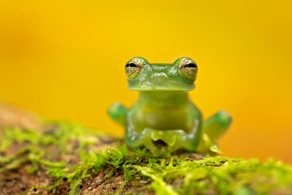 Green Glass Frog on Moss by Milan Zygmunt — canvas wall art