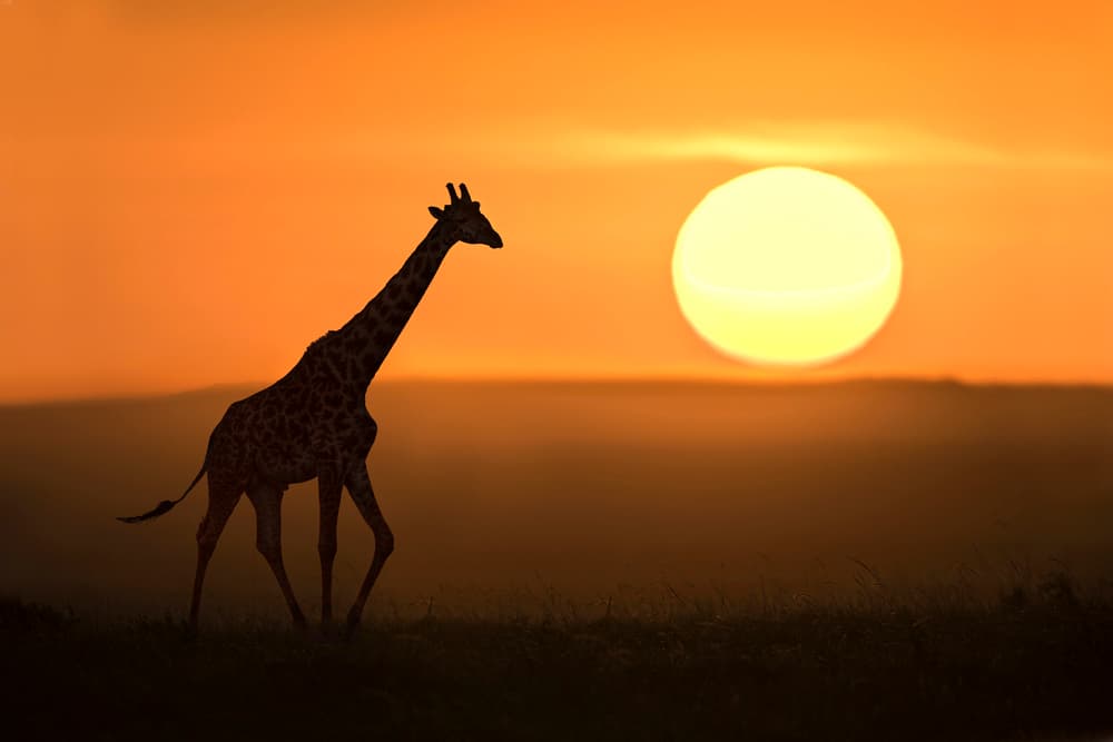 Giraffe Golden Sunset by Xavier Ortega — canvas wall art