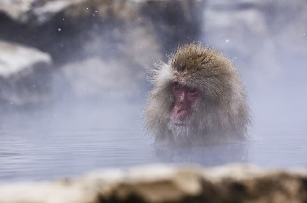 Japanese Snow Monkey Bath by Ozan AKTAS — canvas wall art