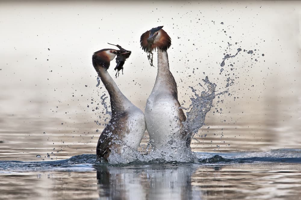 Grebe Courtship Dance by Judith Kuhn — canvas wall art