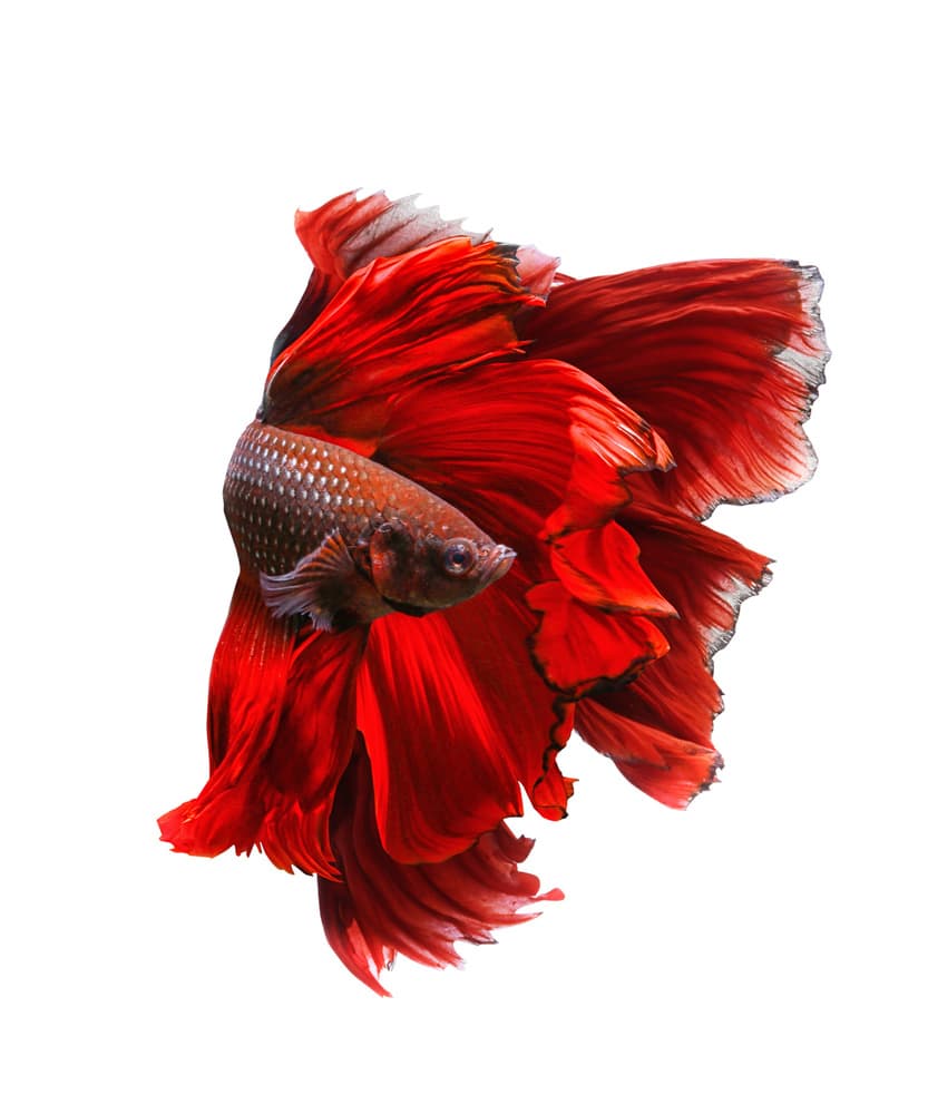 Elegant Red Betta by Andi Halil — canvas wall art