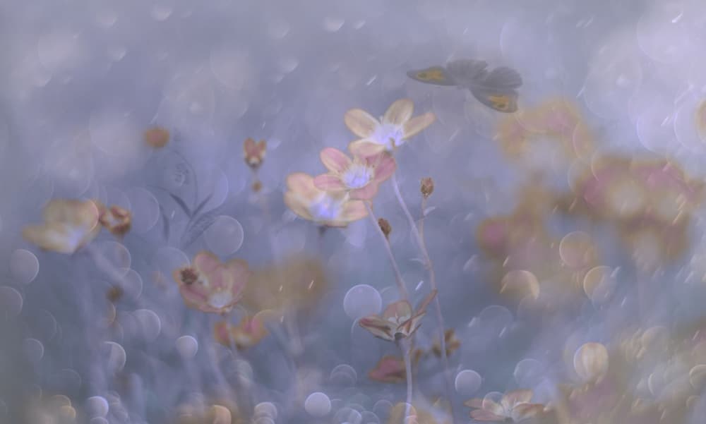 Dreamy Pastel Flowers by Delphine Devos — canvas wall art