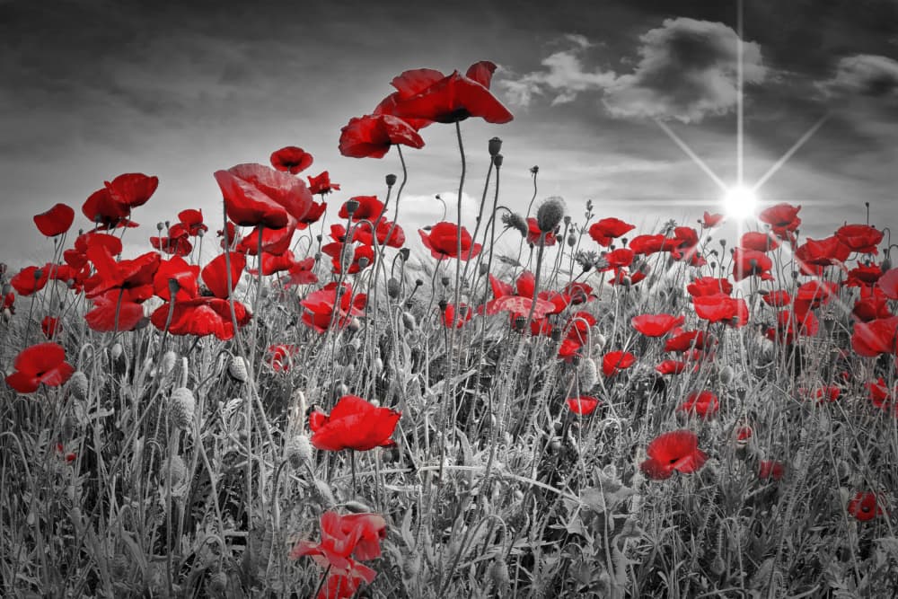 Dramatic Poppy Field by Melanie Viola — canvas wall art