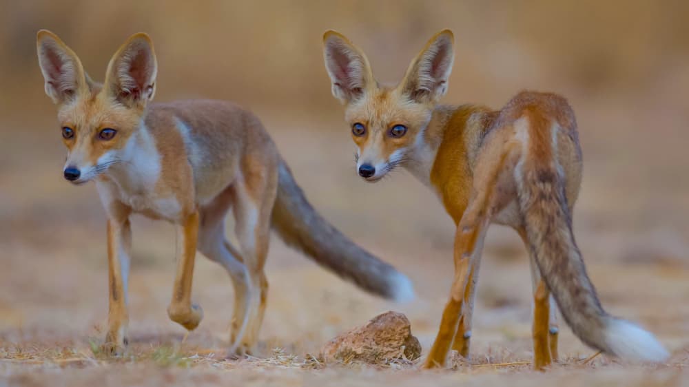 Curious Desert Foxes by David Manusevich — canvas wall art