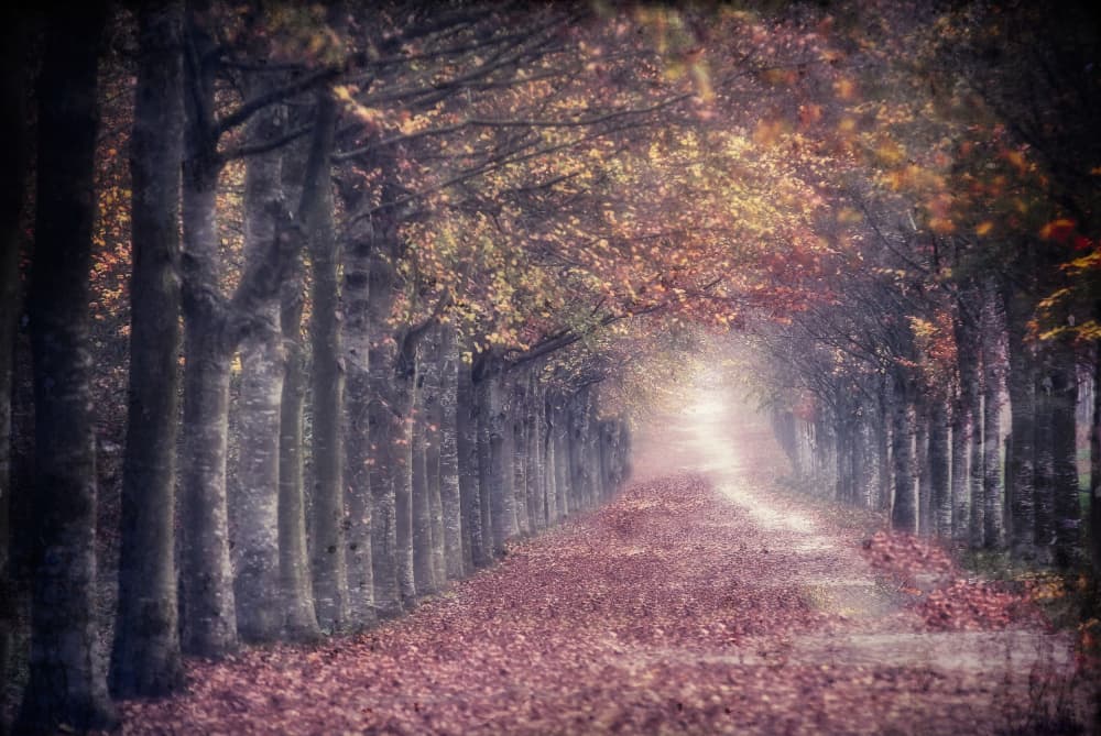 Enchanted Autumn Path by Anna Cseresnjes — canvas wall art