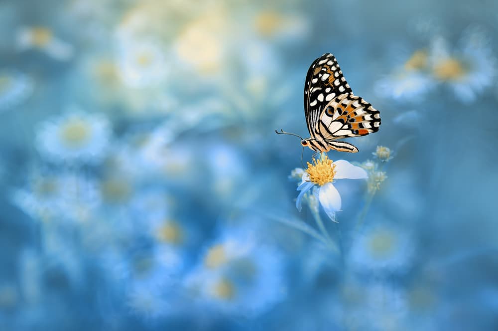 Serene Blue Butterfly by Edy Pamungkas — canvas wall art