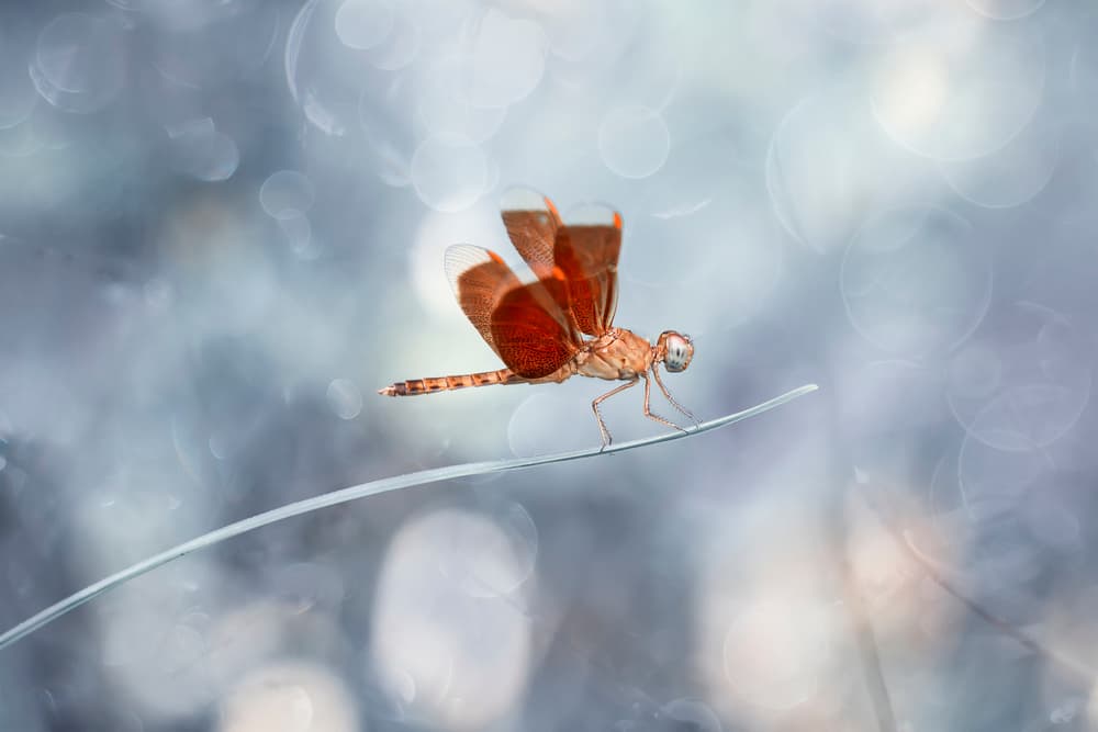 Red Dragonfly Bokeh by Abdul Gapur Dayak — canvas wall art