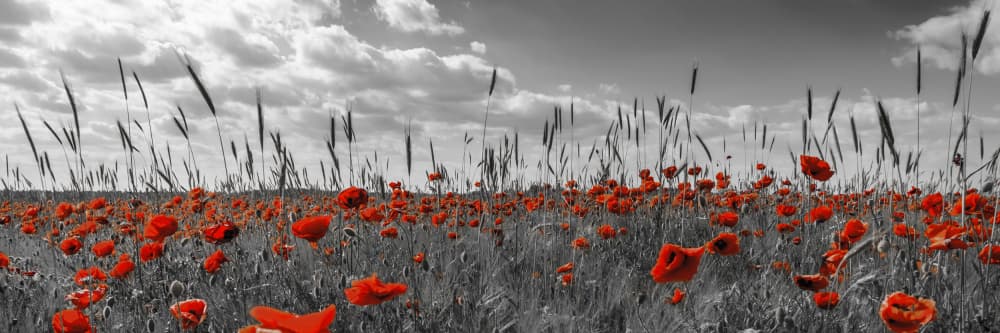 Dramatic Red Poppies by Melanie Viola — canvas wall art