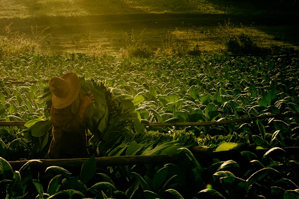 Farmer's Golden Harvest by Gina Buliga — canvas wall art