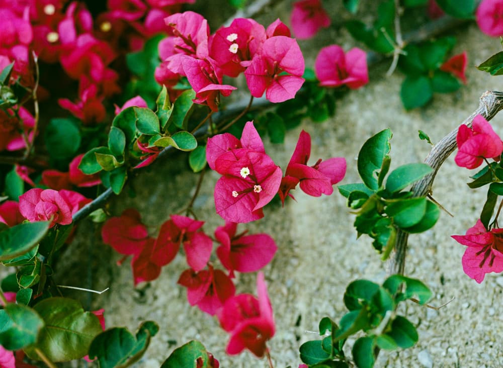 Vibrant Bougainvillea Bloom by Bethany Young — canvas wall art