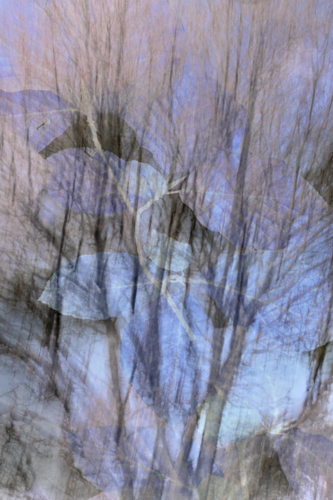 Dreamy Blue Forest by Christina Sillen — canvas wall art