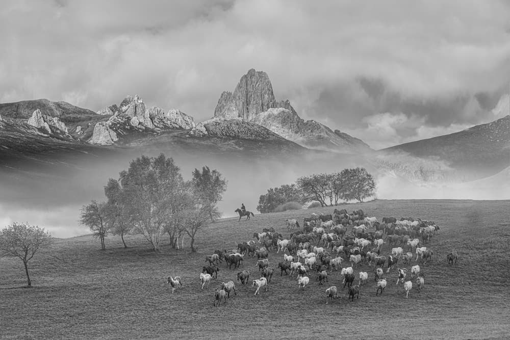 Misty Mountain Herd by Simoon — canvas wall art