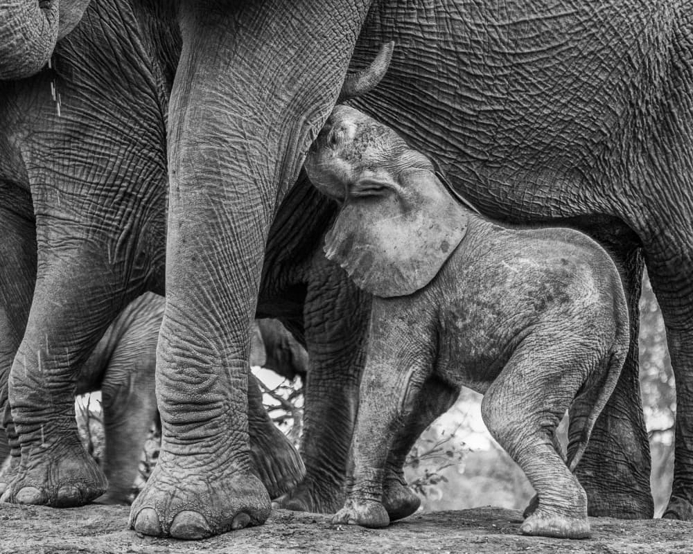 Nurturing Elephant Bond by Jaco Marx — canvas wall art
