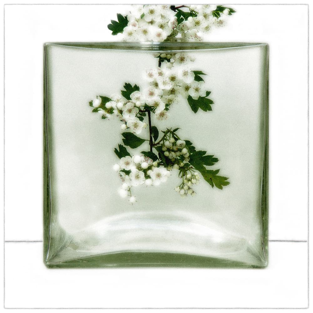 Delicate Blooms In Glass by Huib Limberg — canvas wall art