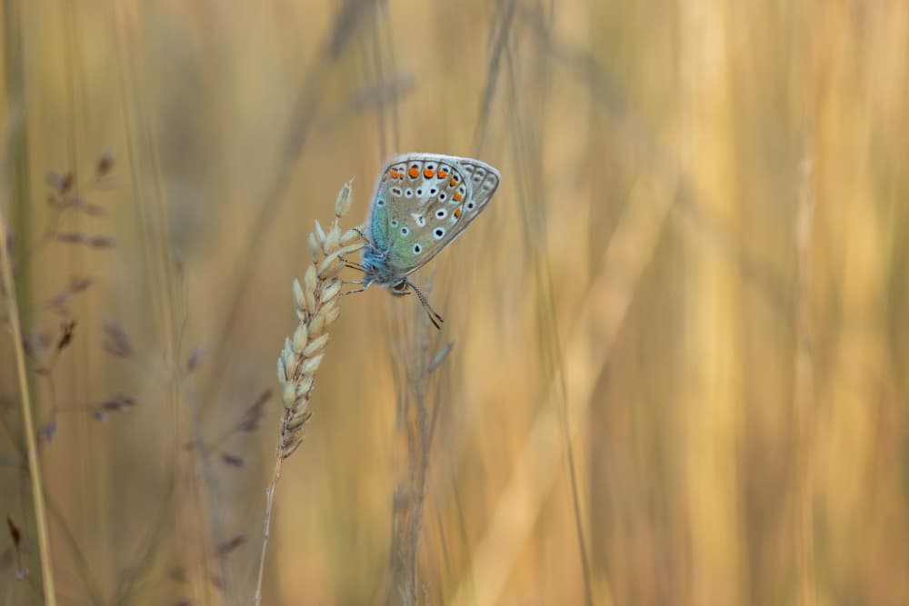 Butterfly in Golden Wheat by Ytje Veenstra — canvas wall art
