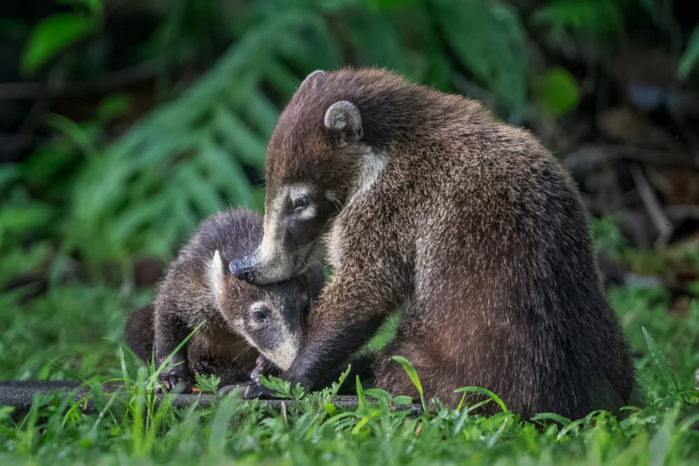 Sweet Coati Bond by Siyu_Wei APA — canvas wall art