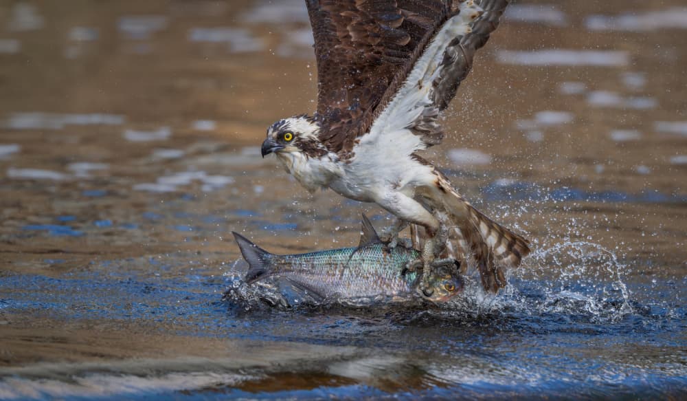 Osprey Fish Catch by Xiaobing Tian — canvas wall art