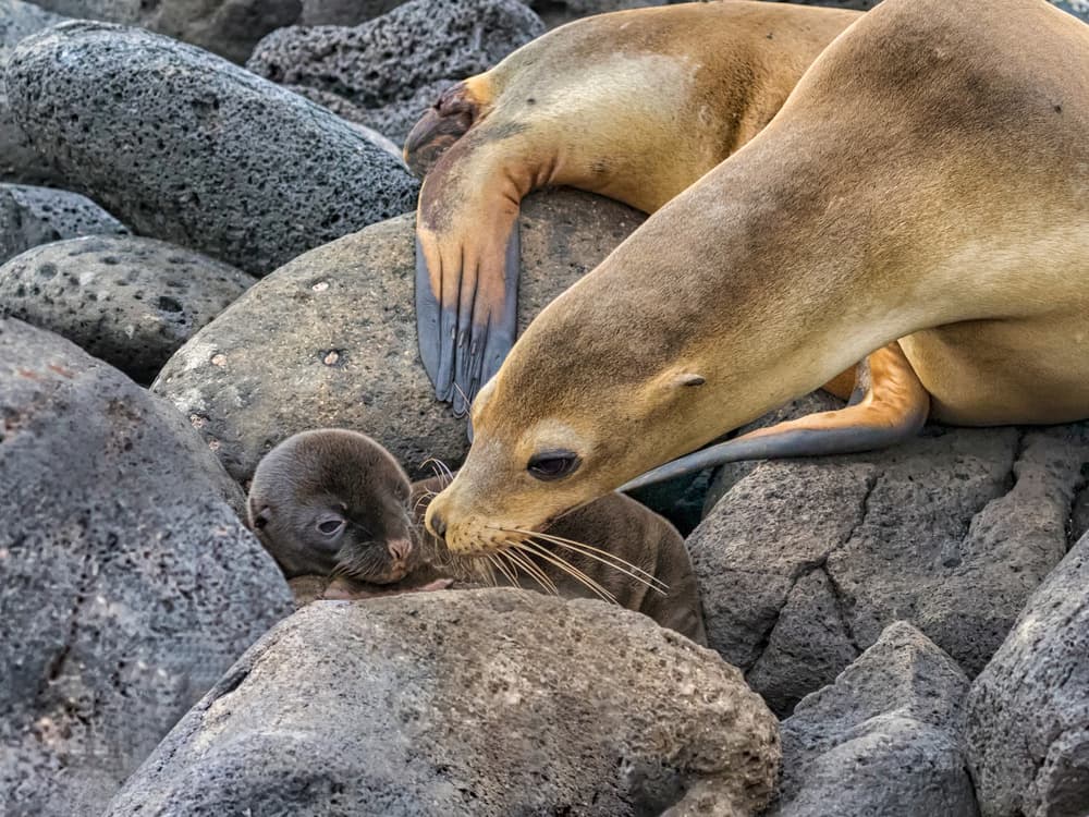 Sea Lion Pup Nuzzle by Siyu_Wei APA — canvas wall art
