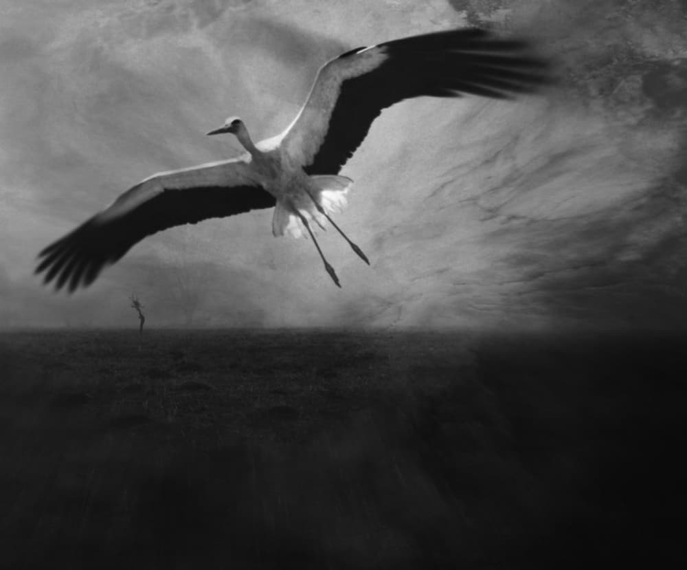 Stork's Dramatic Flight by Robert Fabrowski — canvas wall art