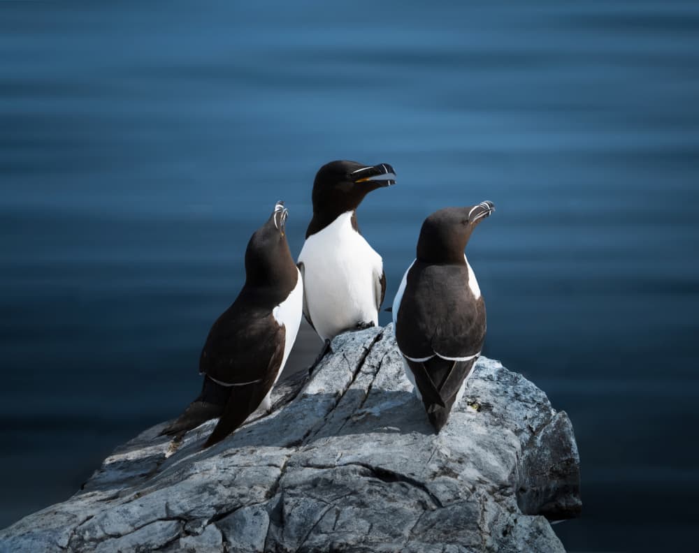 Razorbills on Ocean Rock by Erik Engström — canvas wall art